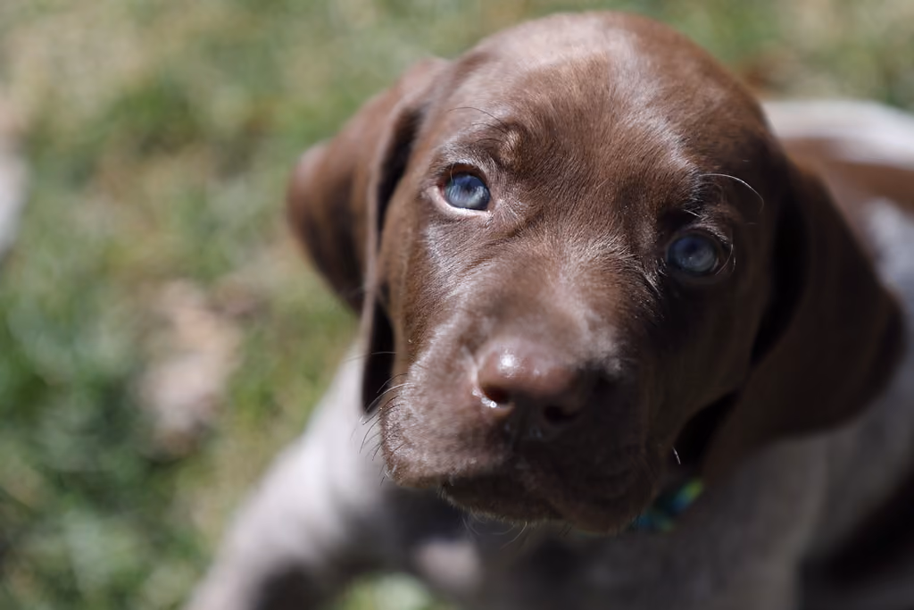 Puppy at an outdoor event