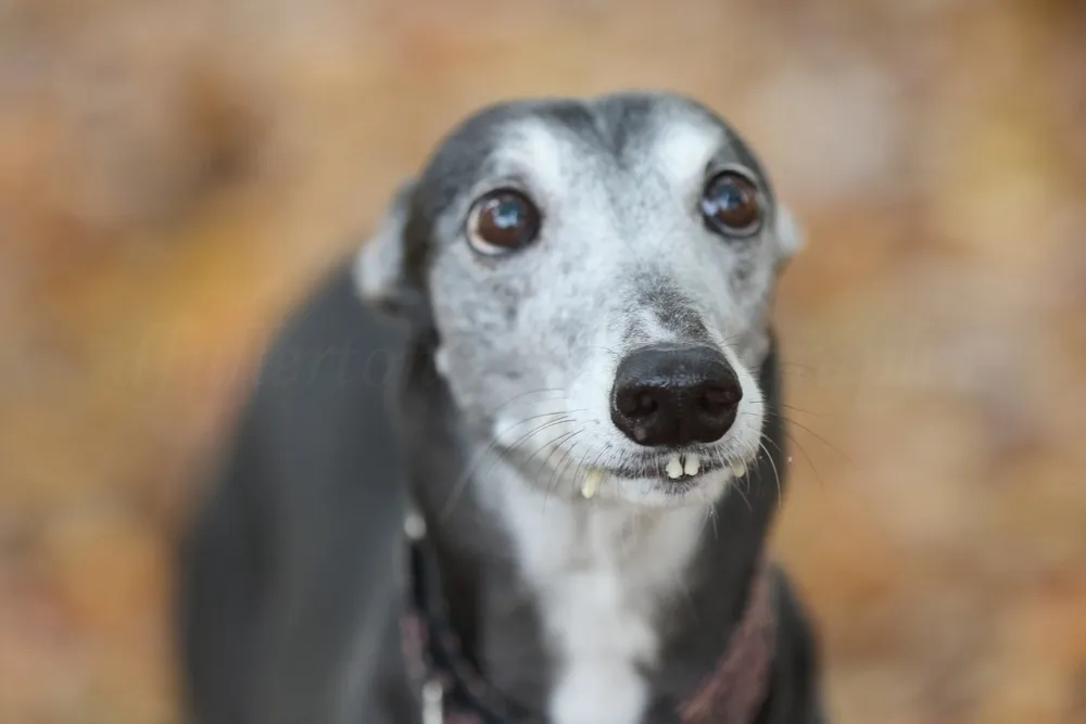 Greyhound photographed by Fullerton Photography