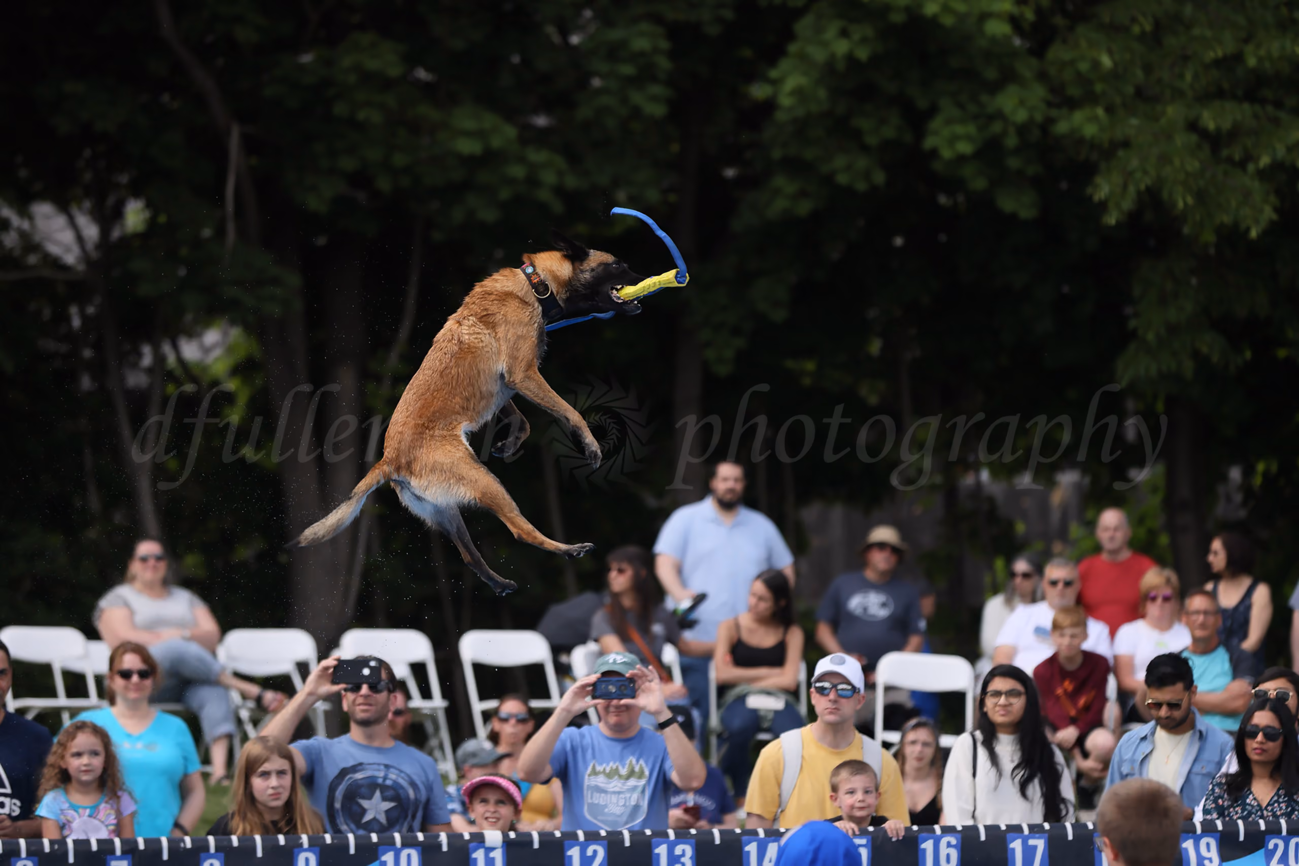Dog leaping high in the air to catch a toy during an outdoor dock jumping competition, crowd watching
