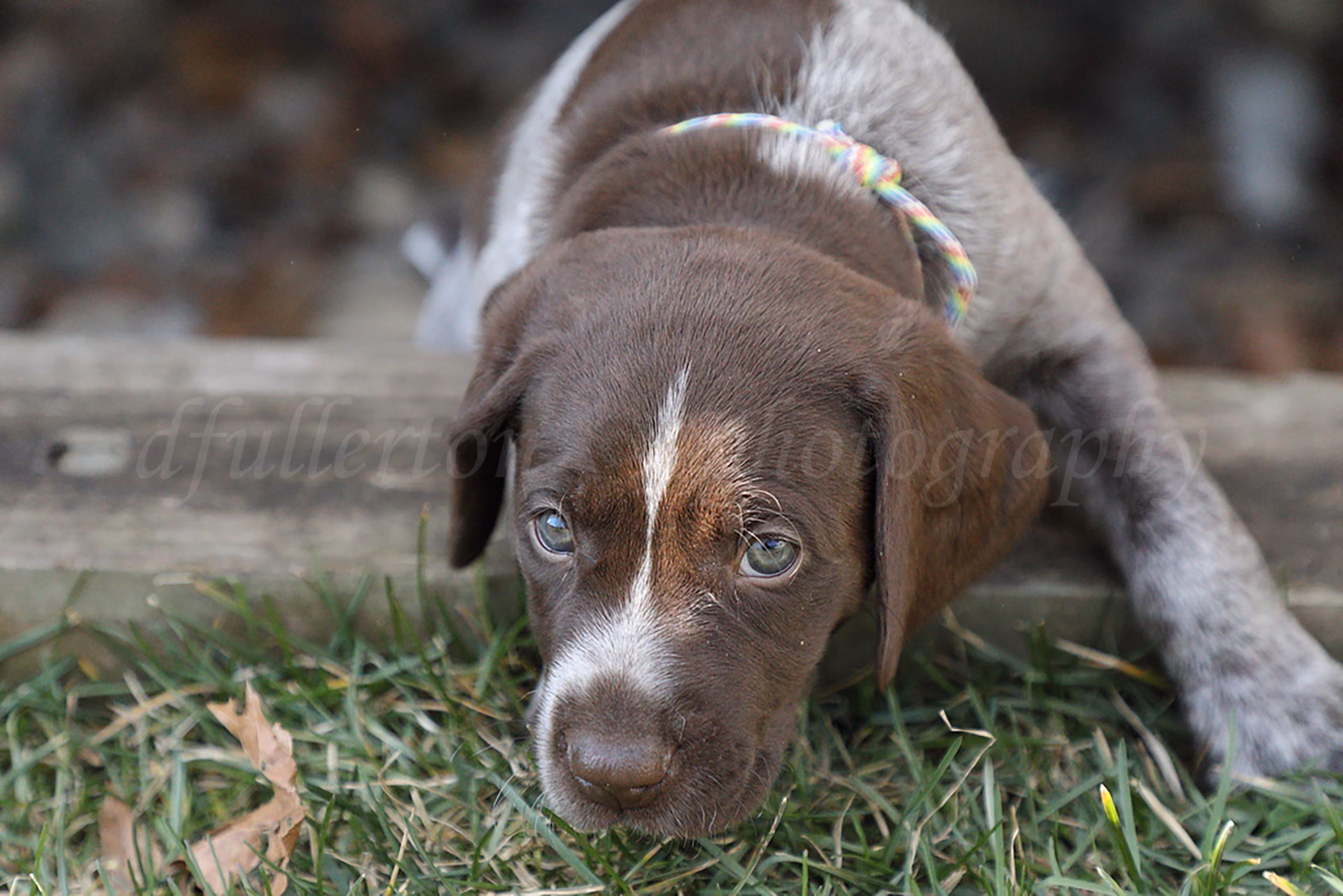 Brown and white puppy with blue eyes lying in the grass wearing a colorful collar