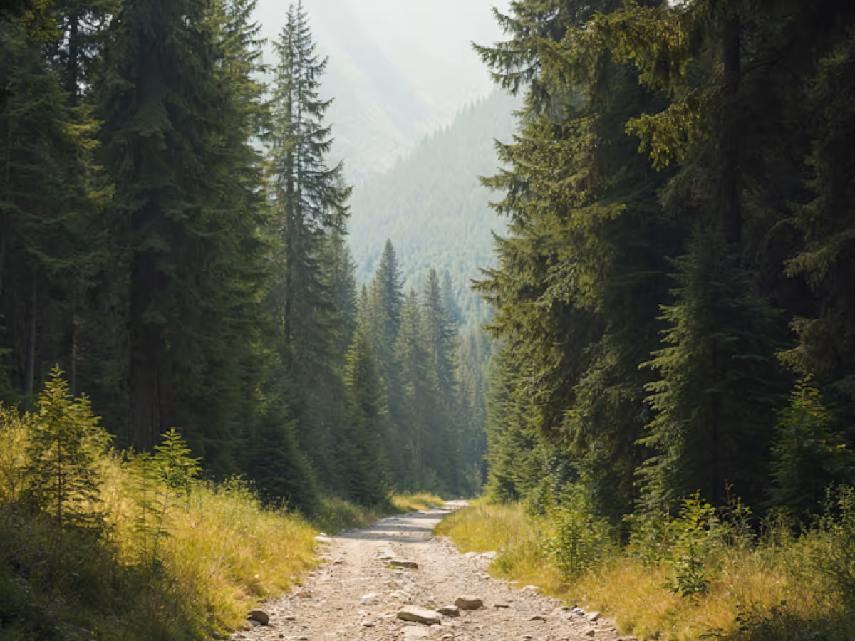 Gravel path winding through dense evergreen forest with misty mountain in the background.