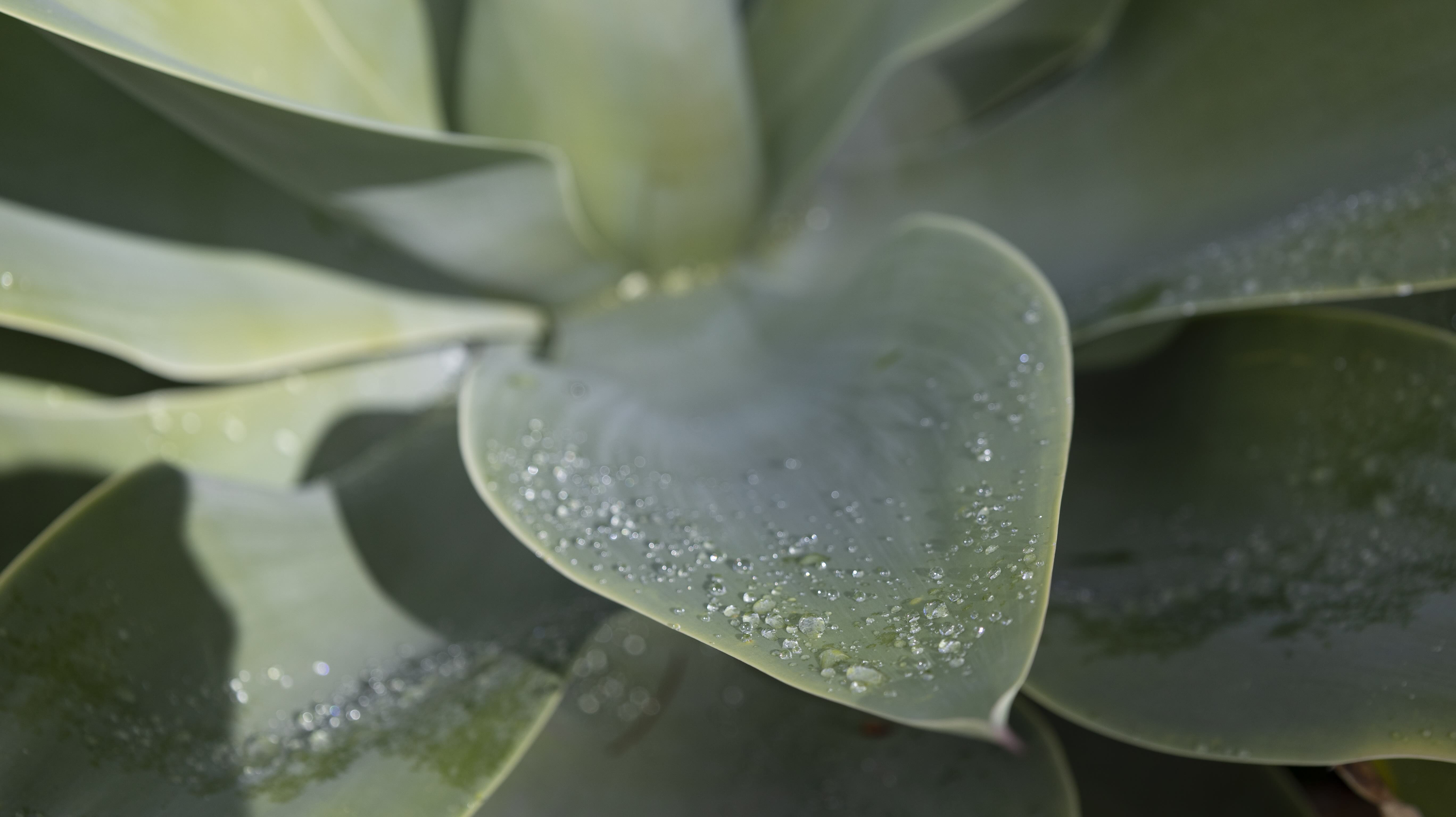 A photo of a succulent leaf with beads of water across the tip