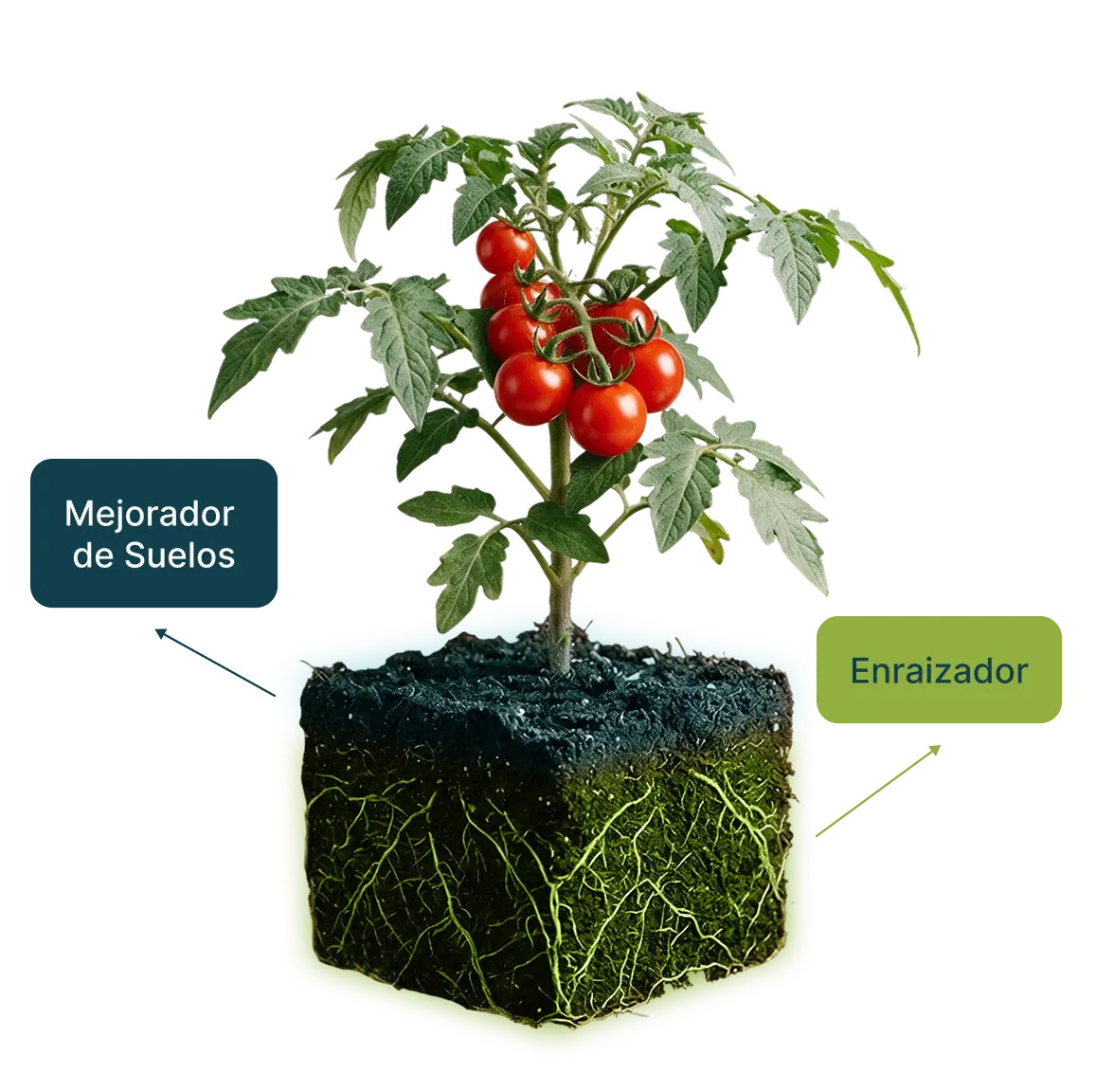 Diagrama de planta de tomate con corte de suelo: el mejorador de suelos actúa en la capa superficial y el enraizador en la zona radicular
