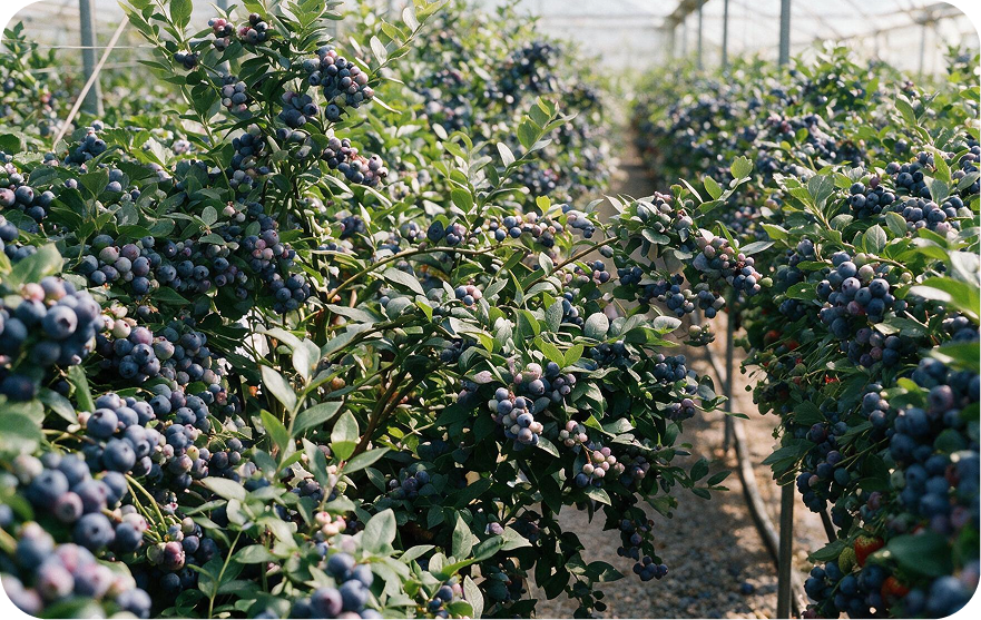 Hileras de arándanos con fruta madura bajo malla sombra en un cultivo protegido.