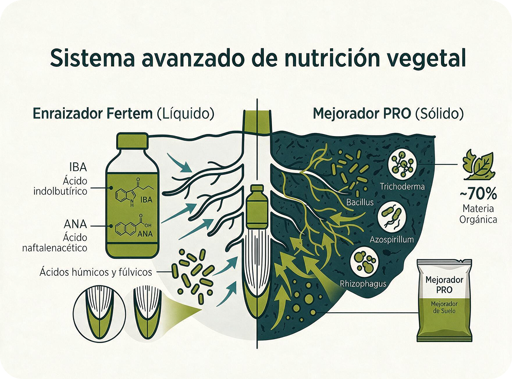 Diagrama del sistema de nutrición vegetal FERTEM: Enraizador líquido con IBA, ANA y ácidos húmicos, y Mejorador PRO sólido con Trichoderma, Bacillus, Azospirillum y Rhizophagus