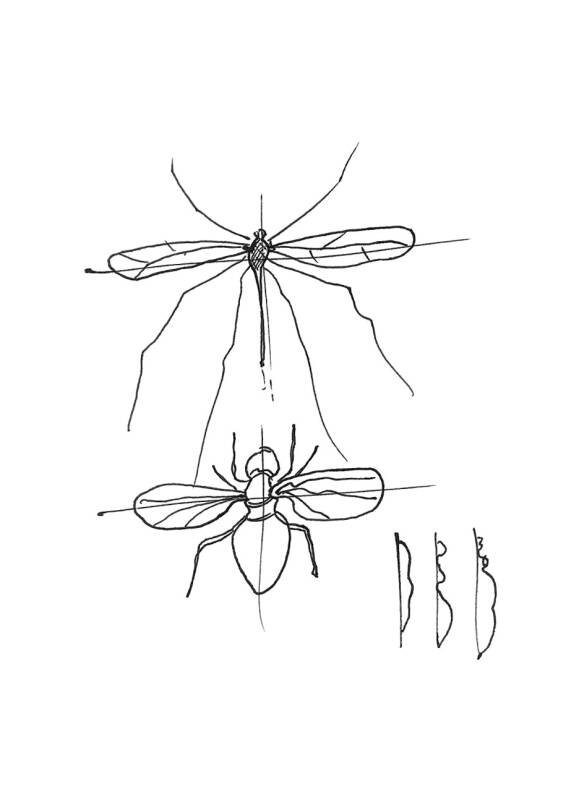 Insect Studies (6), œuvre de Laurent Mignonneau & Christa Sommerer — Galerie Charlot