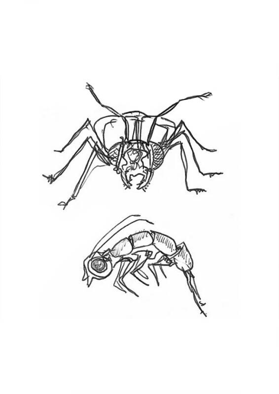 Insect Studies (3), œuvre de Laurent Mignonneau & Christa Sommerer — Galerie Charlot