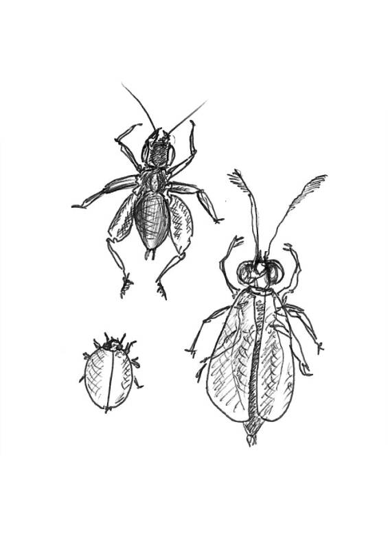Insect Studies (2), œuvre de Laurent Mignonneau & Christa Sommerer — Galerie Charlot
