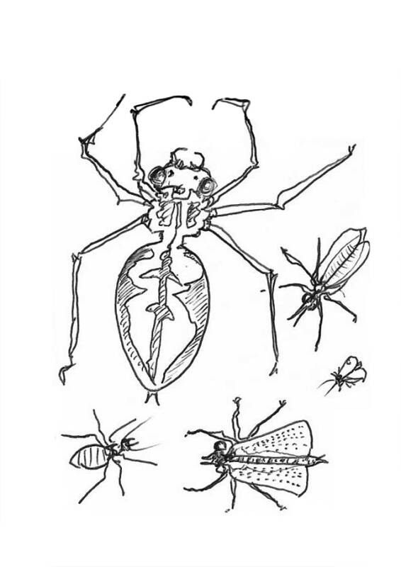 Insect Studies (1), œuvre de Laurent Mignonneau & Christa Sommerer — Galerie Charlot