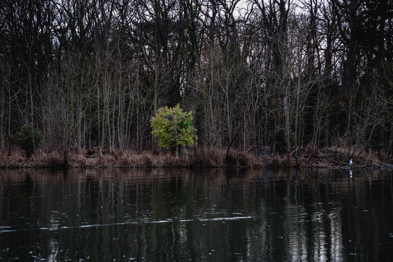 Light Tree, œuvre de Nikolas Chasser Skilbeck — Galerie Charlot