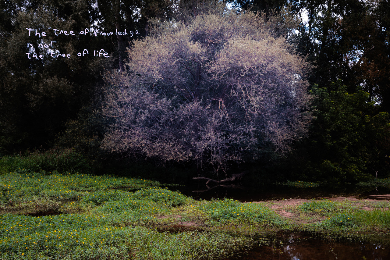 The tree of knowledge is not the tree of life, œuvre de Nikolas Chasser Skilbeck — Galerie Charlot