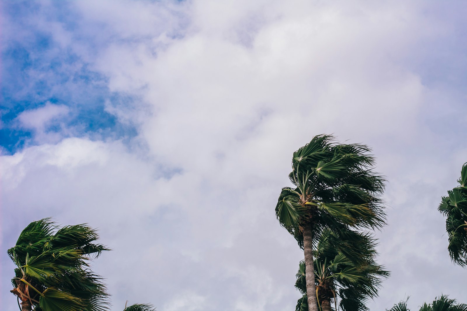 Stock photo of palm trees blowing in strong wind under a cloudy sky, used to illustrate Hurricane Isaias evacuation coverage | Westside Construction Group