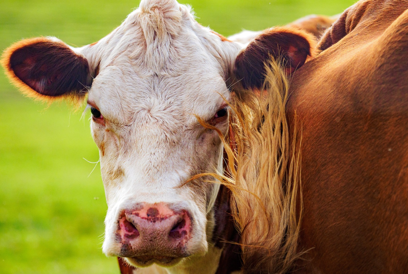 Cattle pictured with the USDA meat processing capacity announcement | Westside Construction Group