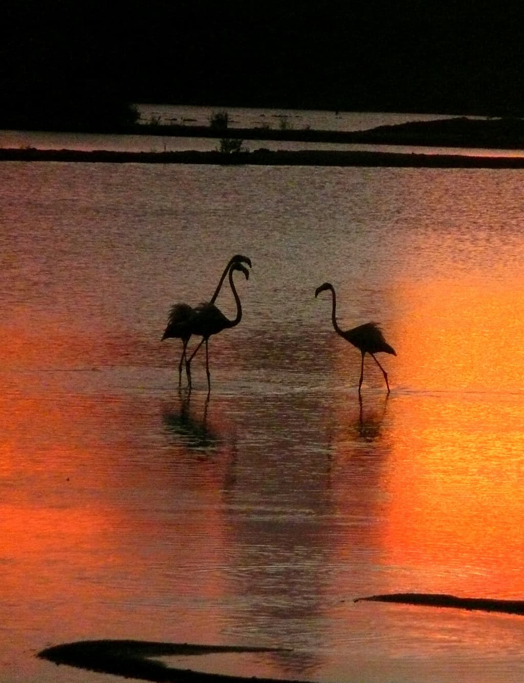 Flamingos selvagens