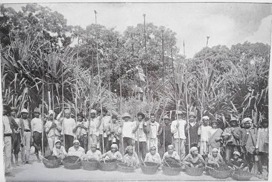Trinidadian cocoa workers carrying harvest baskets on a plantation