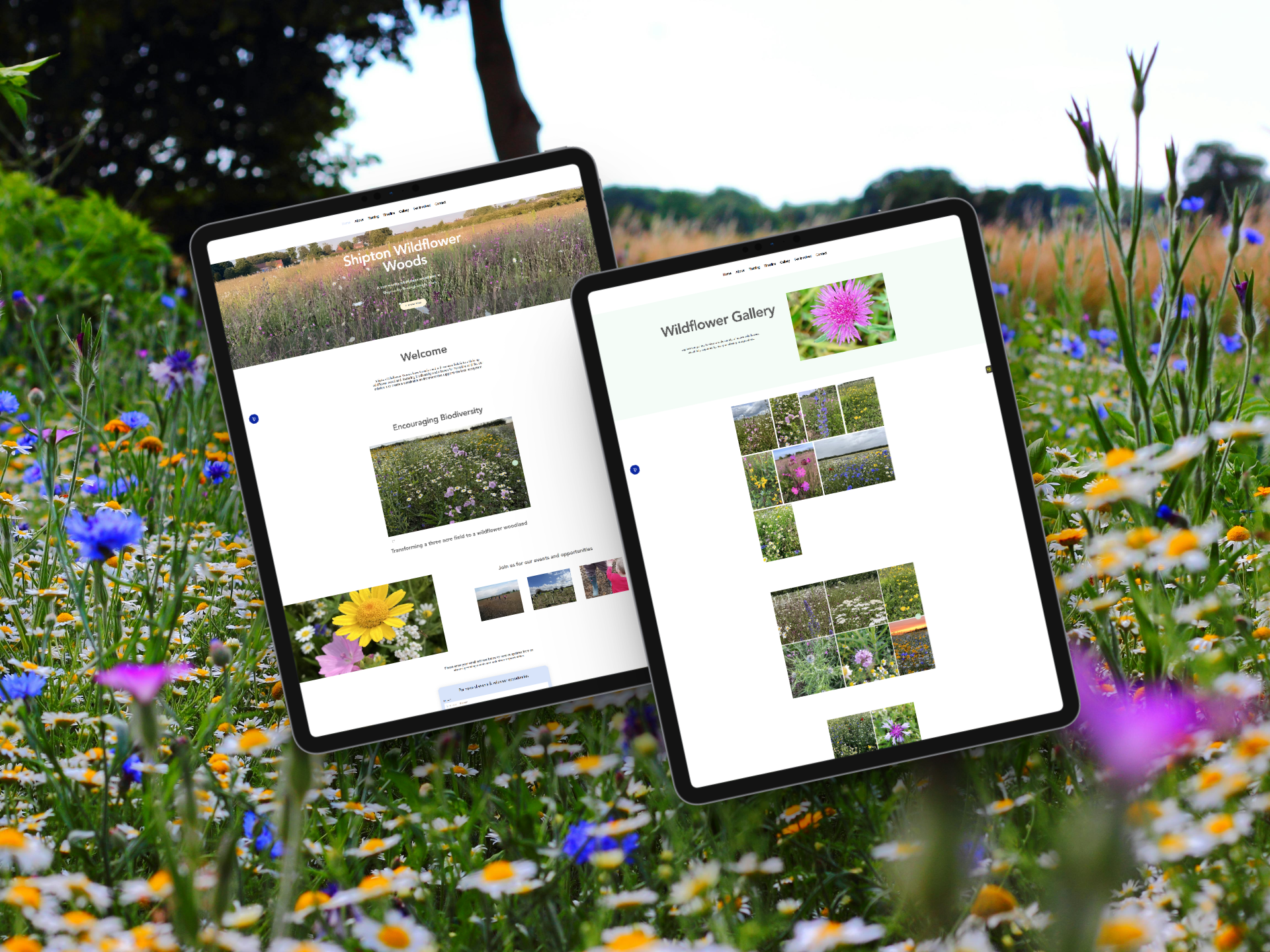 Shipton Wildflower Woods website displayed across tablet devices in a wildflower meadow