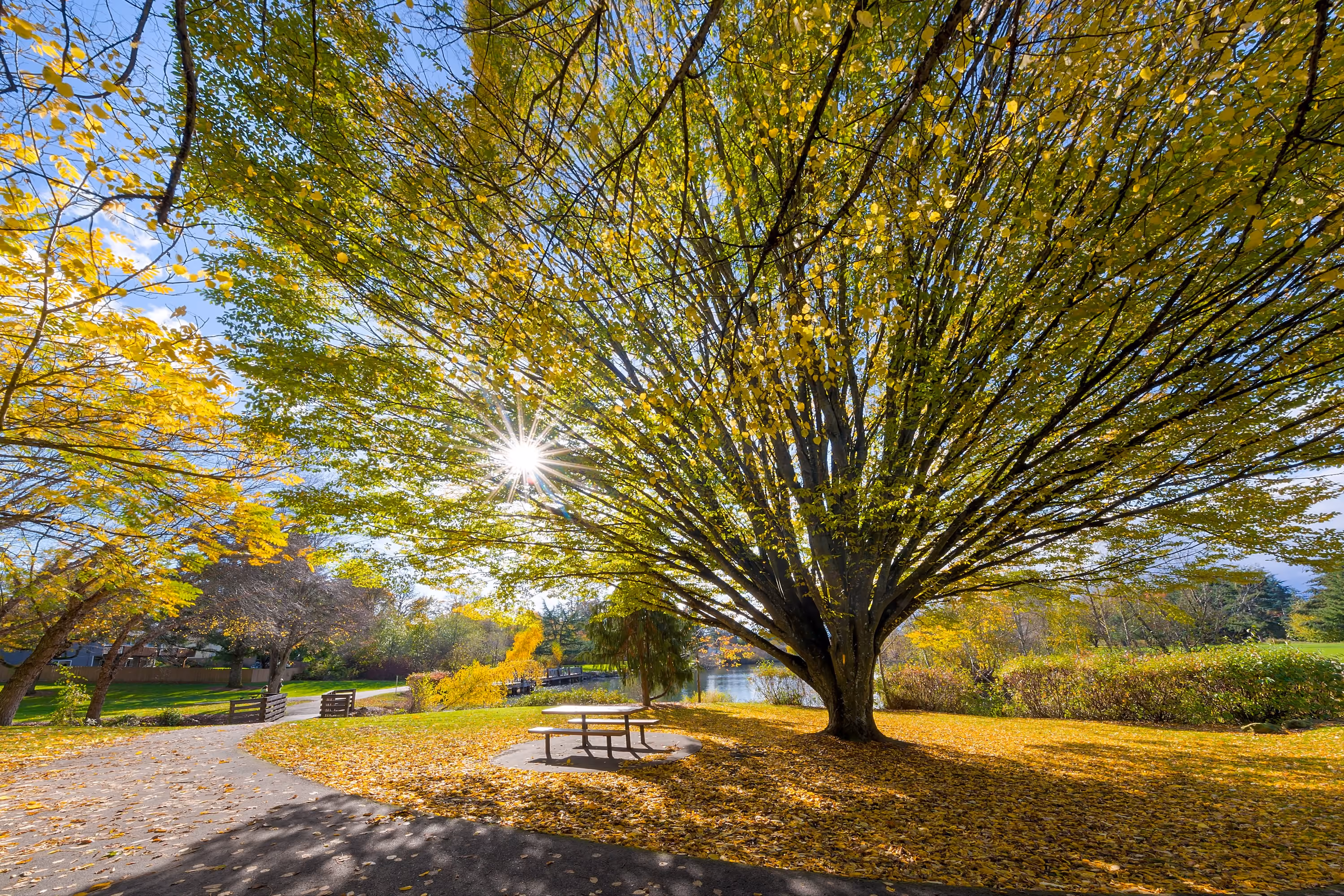 Old tree in beaverton Oregon stock image