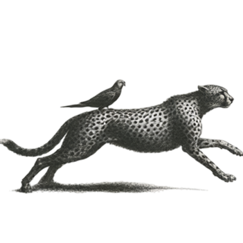 Illustration of a bird with a leopard