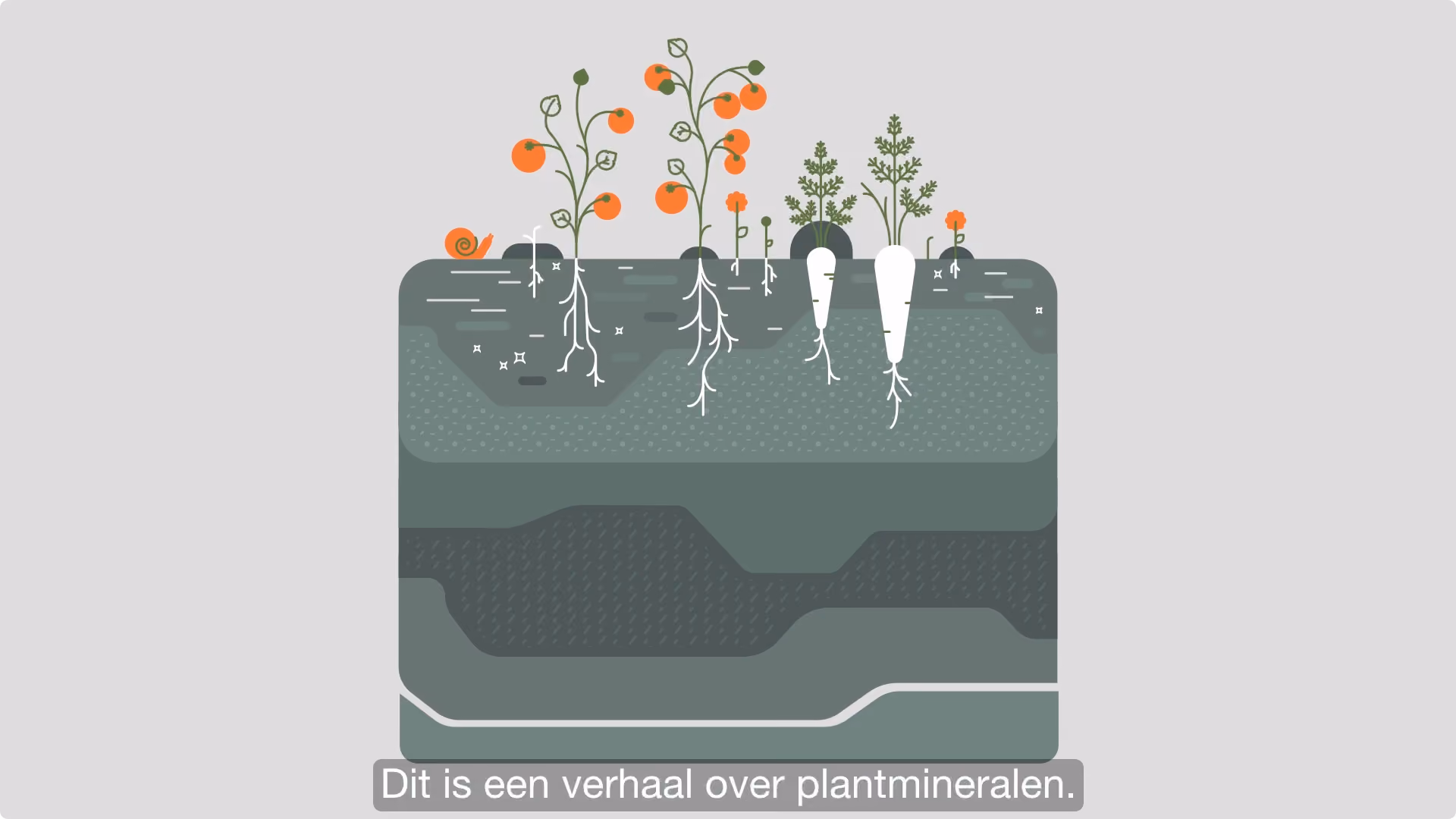 Illustratie van tomatenplanten en wortelen in de grond met zichtbare wortels en verschillende bodemlagen, met onderaan de tekst: Dit is een verhaal over plantmineralen.