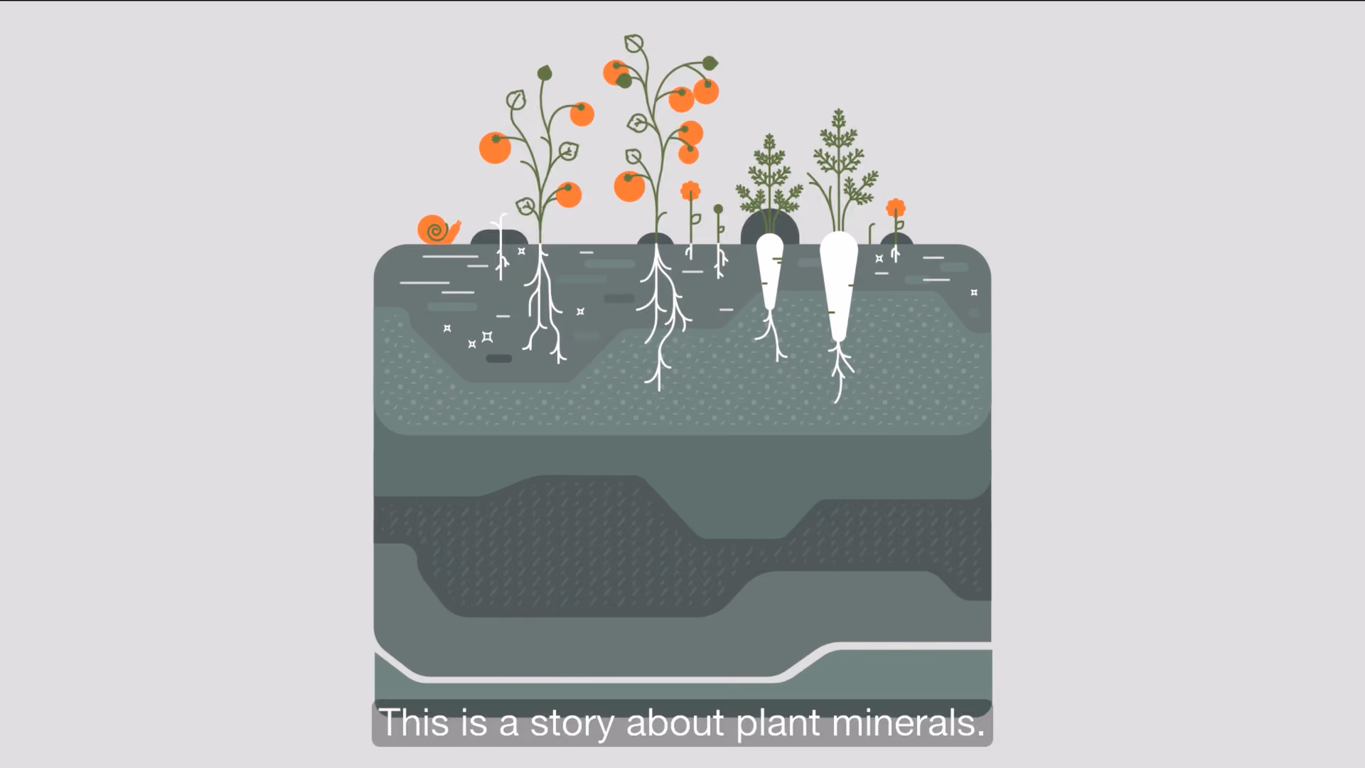 Illustration of tomato plants and carrots in the ground with visible roots and different soil layers, with the text at the bottom: This is a story about plant minerals.