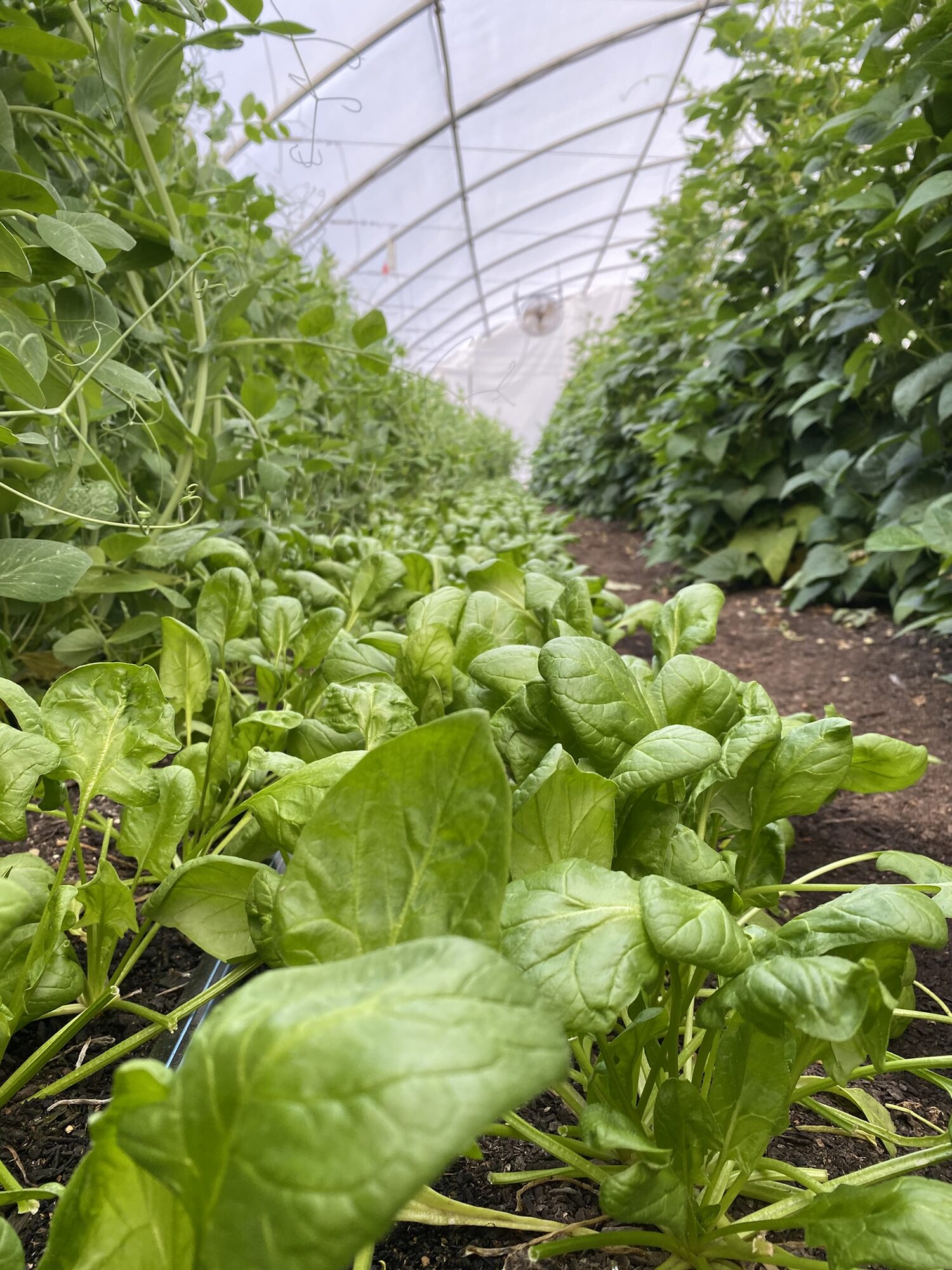 Beds of spinach in the foreground and trellised tomato vines behind inside a farm high tunnel