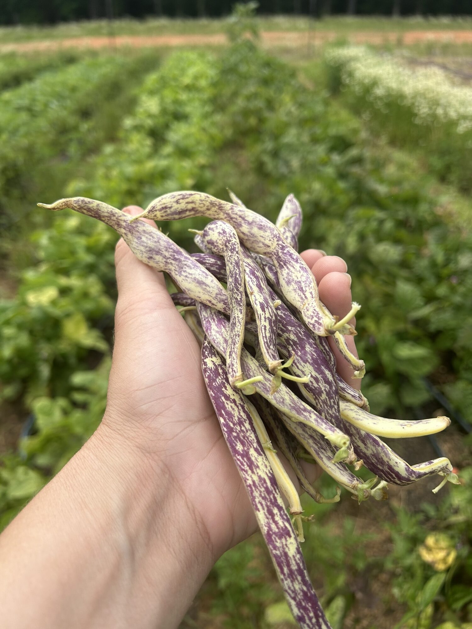 Hand holding a bunch of Dragon Tongue bush beans streaked purple over pale yellow, freshly picked