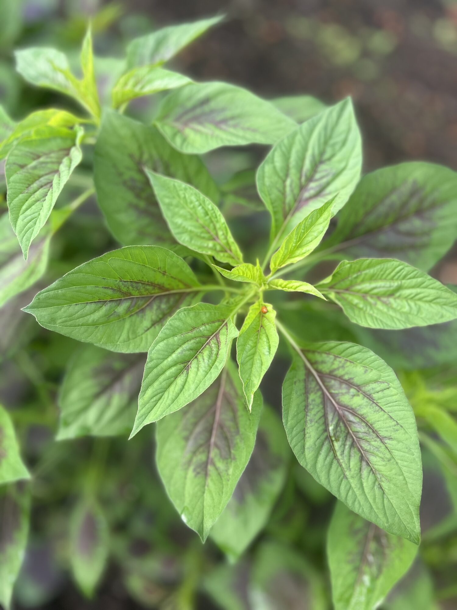 Close-up of broad green Lagos spinach leaves growing at Zephyr Family Farm in Roxboro, NC