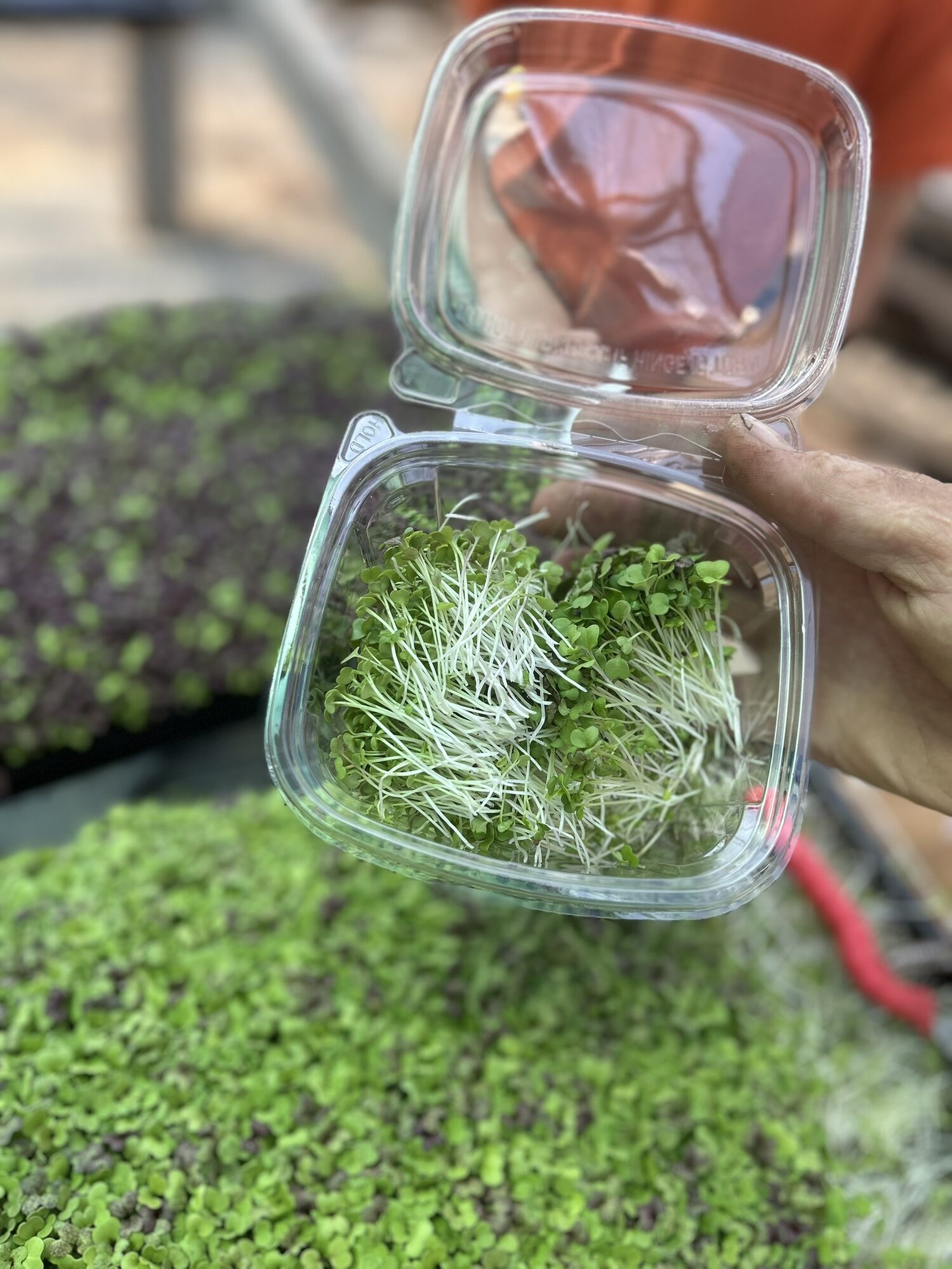 Clamshell of mild mix microgreens held above trays of green and purple microgreens at the farm