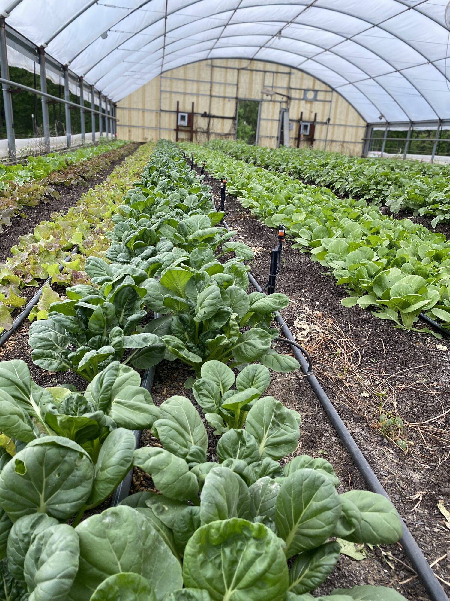 Dense rows of dark green spinach and salad greens growing on drip lines inside a farm high tunnel