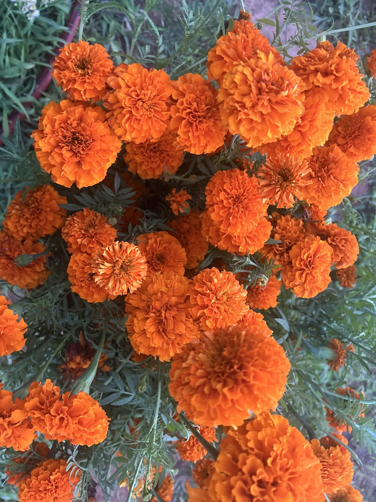 Cluster of bright orange marigold blooms flowering along a Zephyr Family Farm growing bed