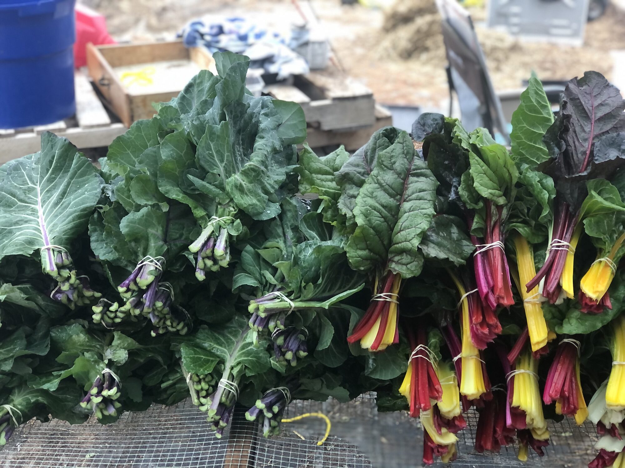 Bunches of freshly cut rainbow chard with pink and yellow stems on the wash station table at Zephyr Family Farm