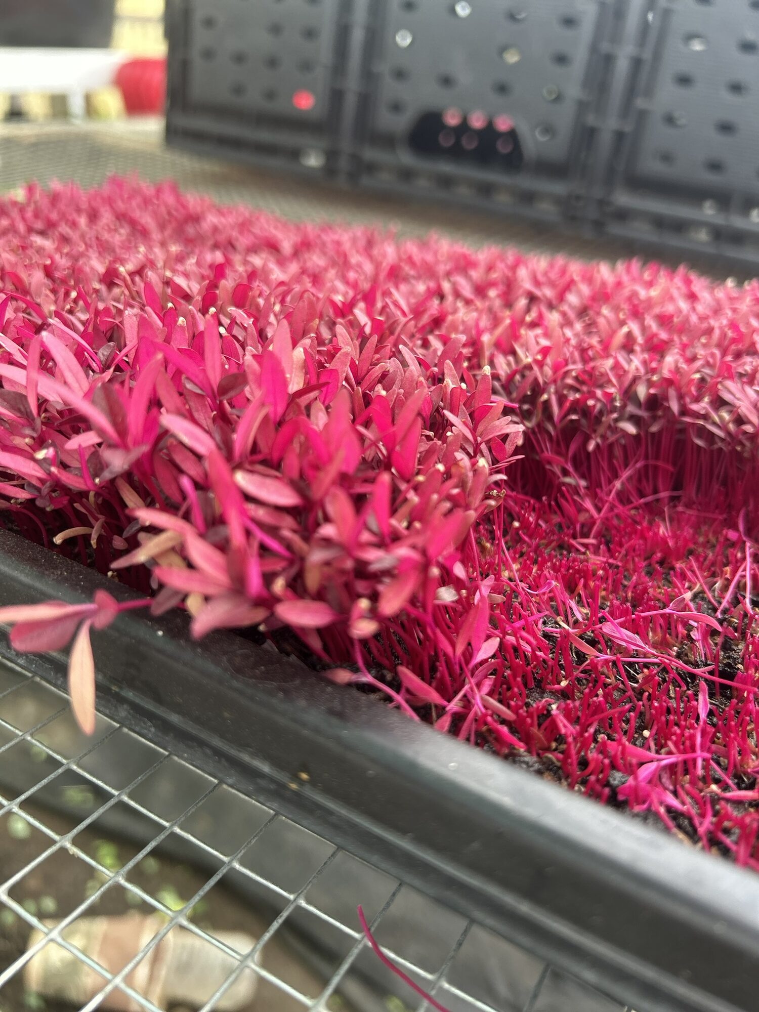 Tray of brilliant magenta red amaranth microgreens growing inside a Zephyr Family Farm high tunnel