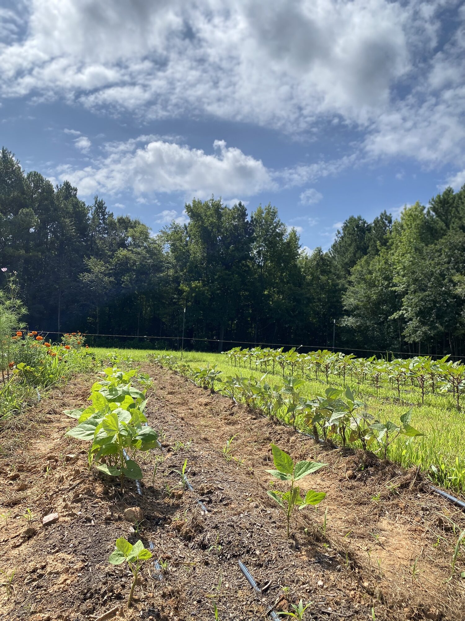 Rows of young transplants in dark soil under a blue sky with clouds at Zephyr Family Farm