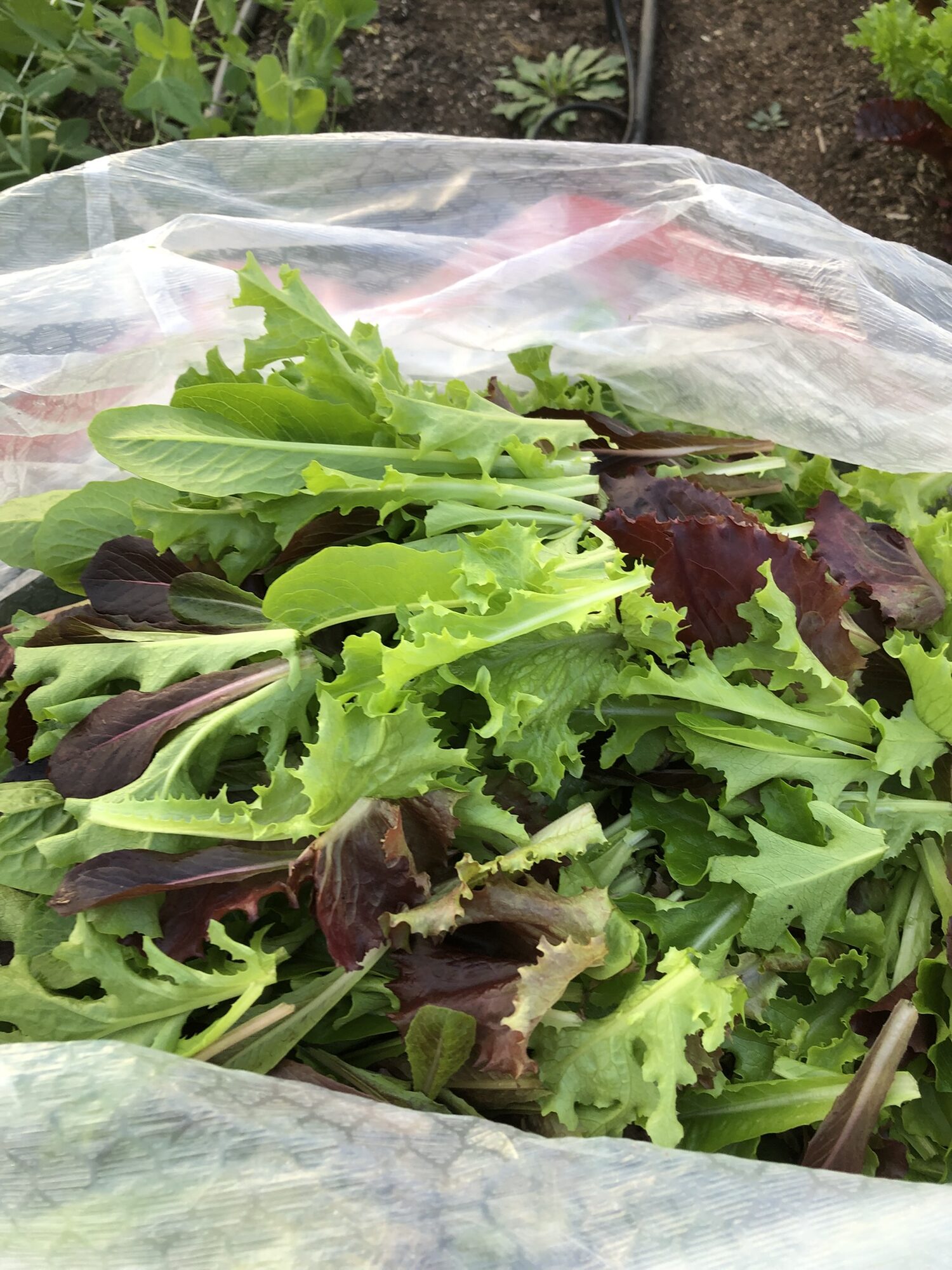 Freshly harvested spring mix lettuce leaves under row cover in the field at Zephyr Family Farm