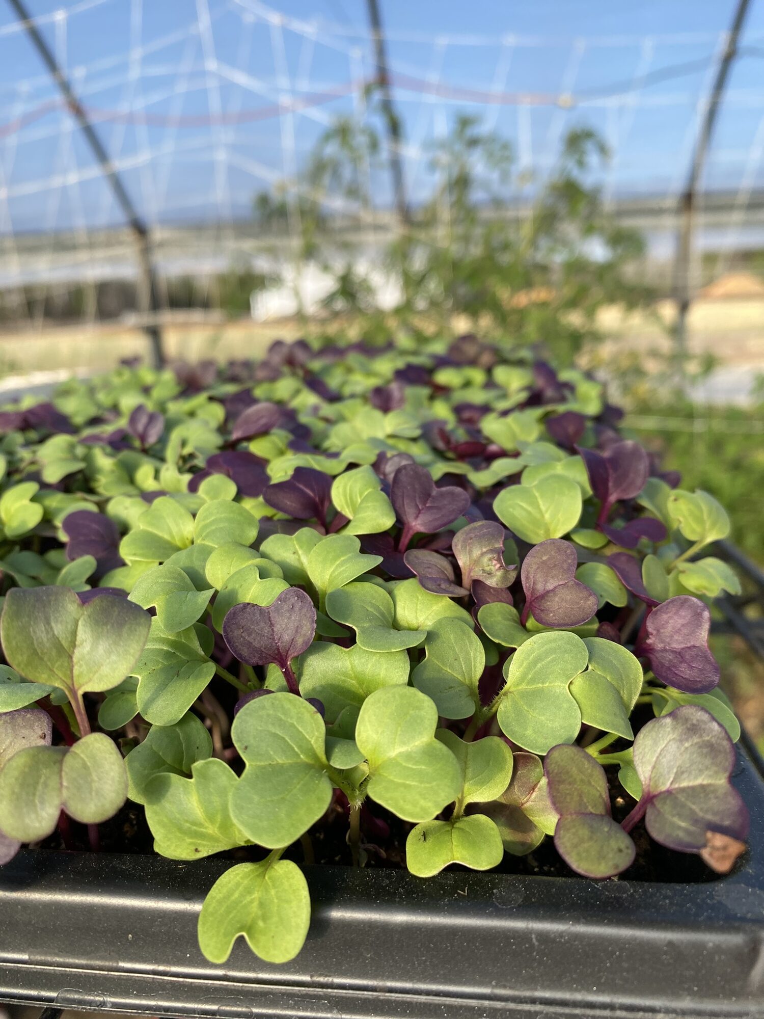 Tray of spicy mix microgreens with purple and green leaves growing inside a farm high tunnel