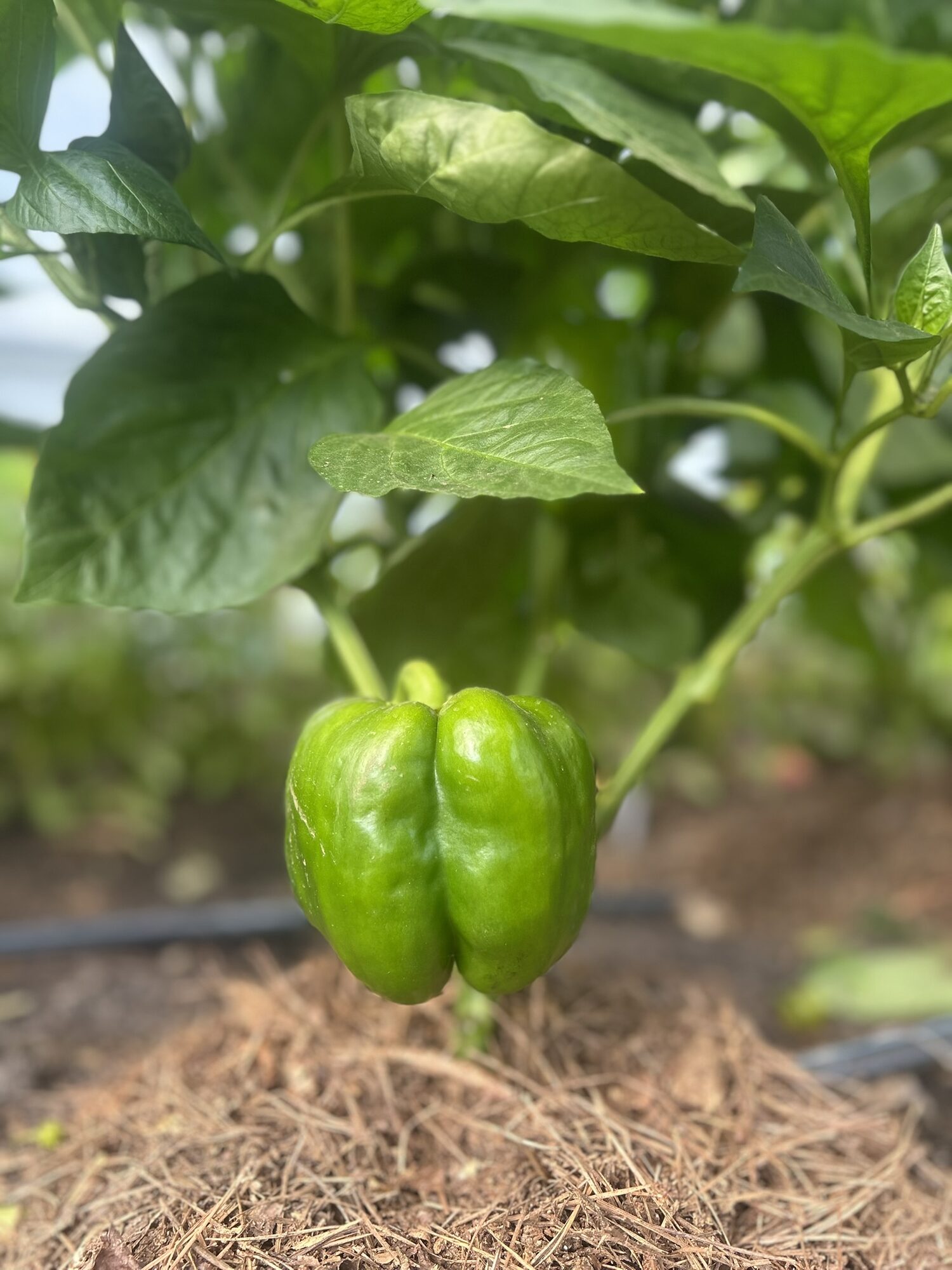 Glossy green bell pepper hanging on the plant above straw mulch at Zephyr Family Farm