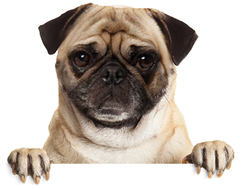 Pug Sad
