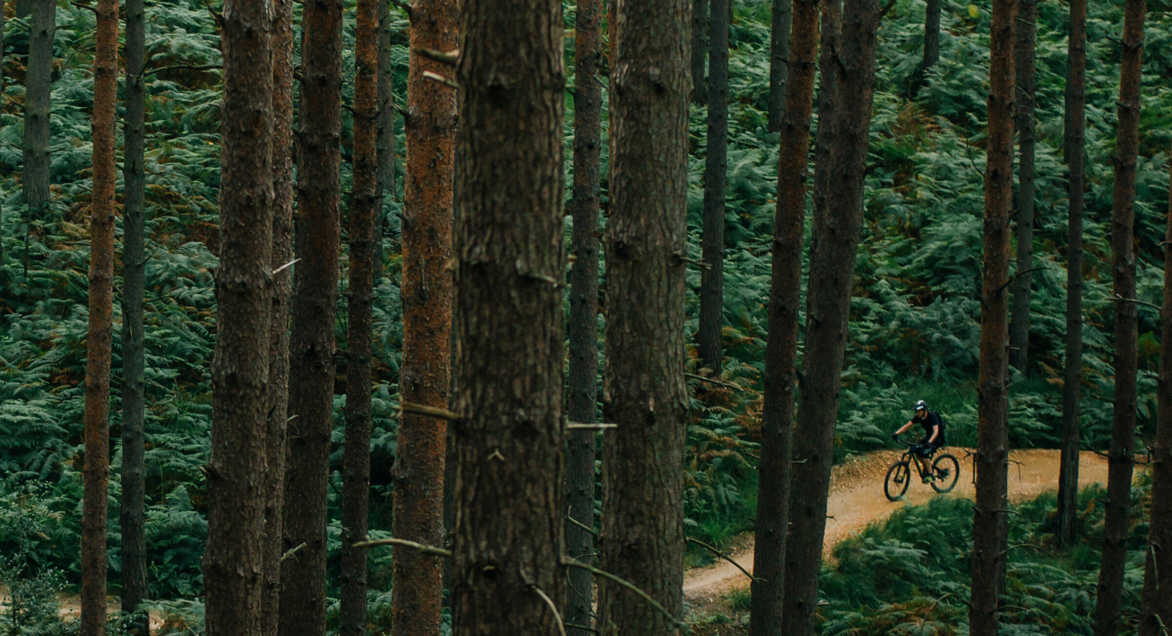 A mountain biker riding a trail through a dense pine forest