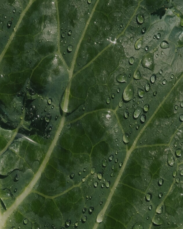 Water droplets on a green leaf