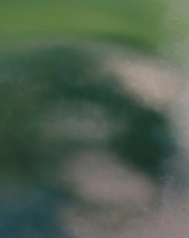 Soft green foliage in warm light