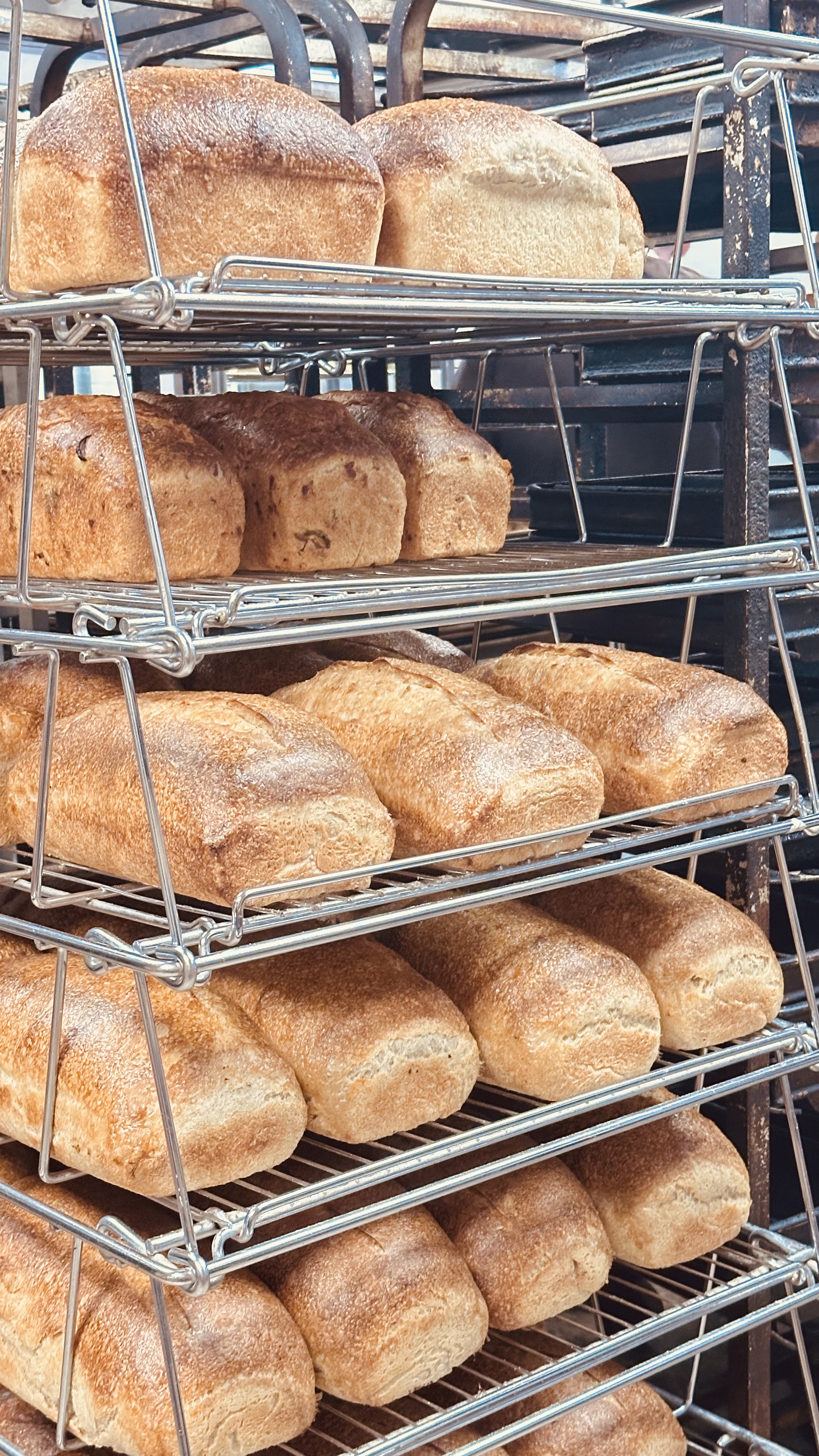 Two golden round Italian loaves on a wooden shelf at Coaldale Bakery