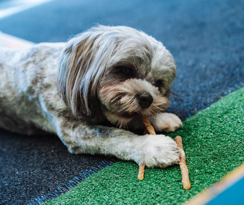 A small shaggy dog lying on artificial grass at the Totally Psyched clinic