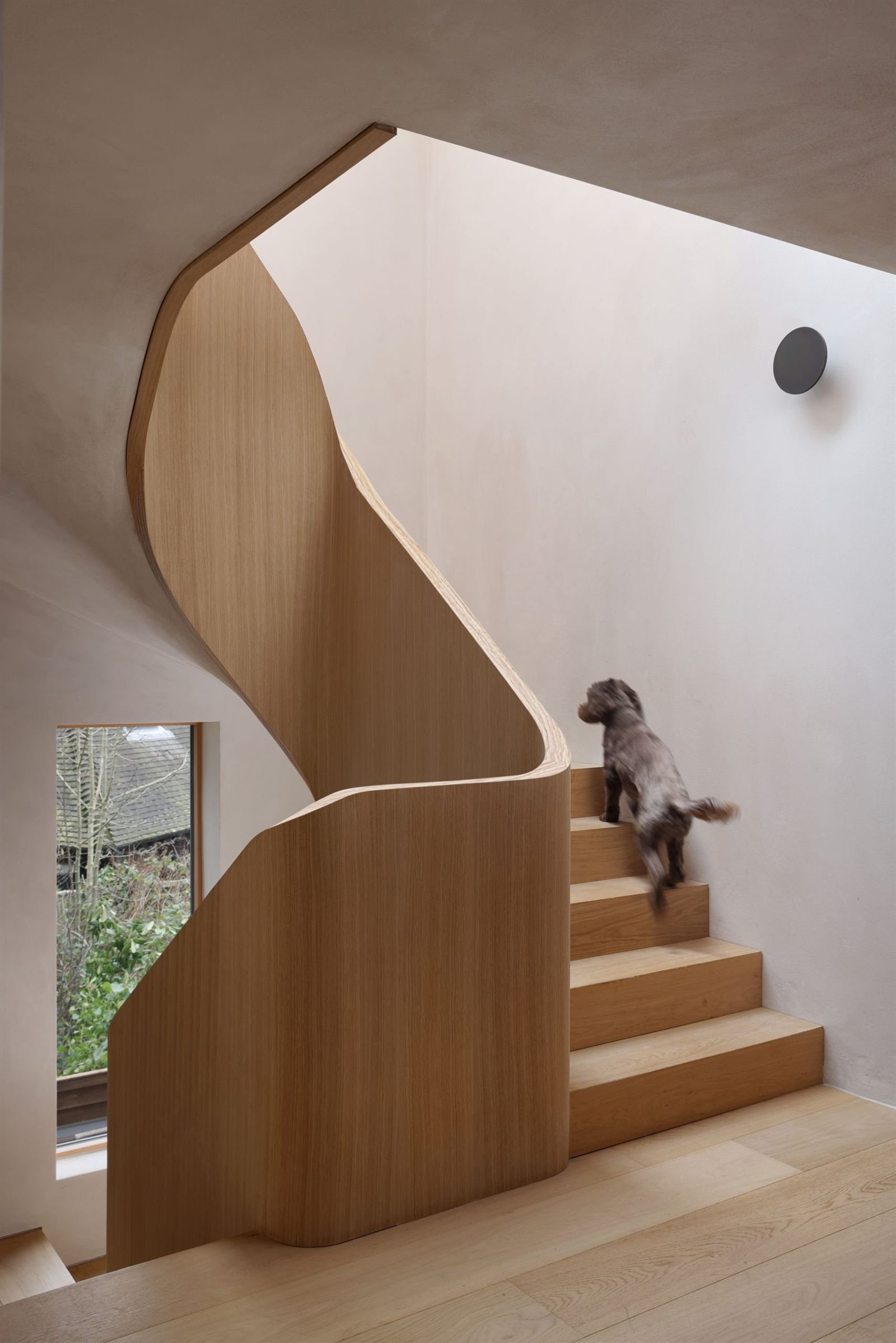 Dog climbing the sculptural curved oak staircase