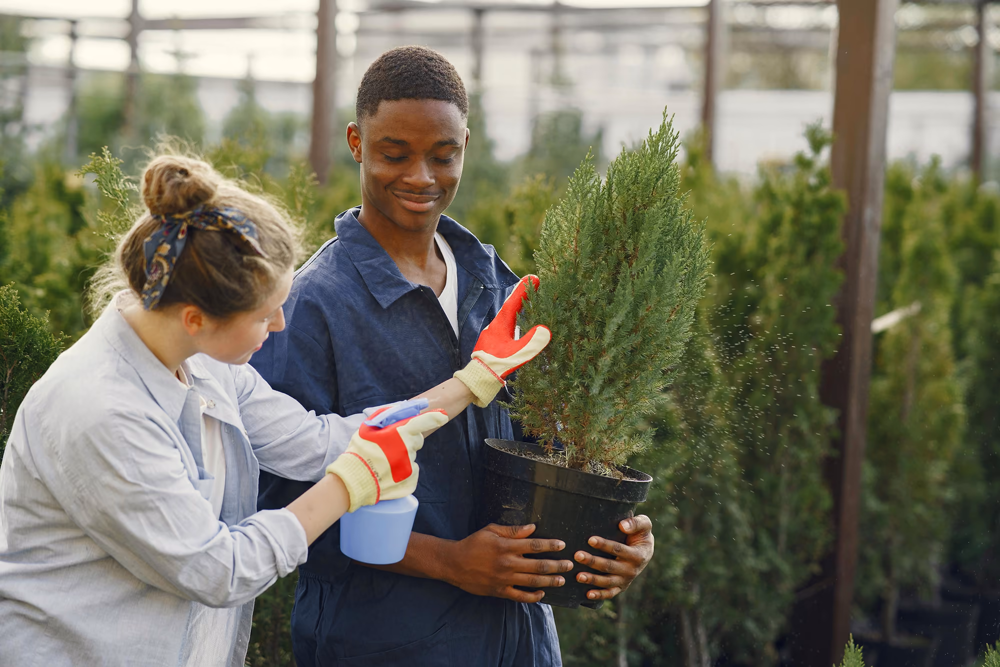 Two nursery workers in gloves caring for a potted conifer plant together, with one spraying water while surrounded by rows of greenery in an outdoor plant nursery.