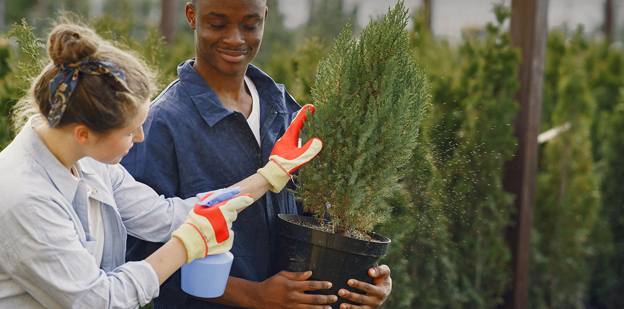 Two nursery workers in gloves caring for a potted conifer plant together, with one spraying water while surrounded by rows of greenery in an outdoor plant nursery.