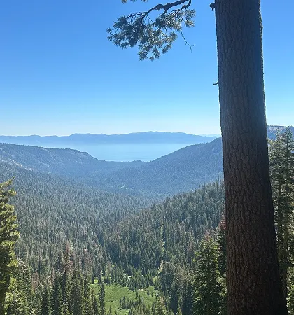 View over a dense forest valley with a large tree trunk in the foreground and a blue lake in the distance.