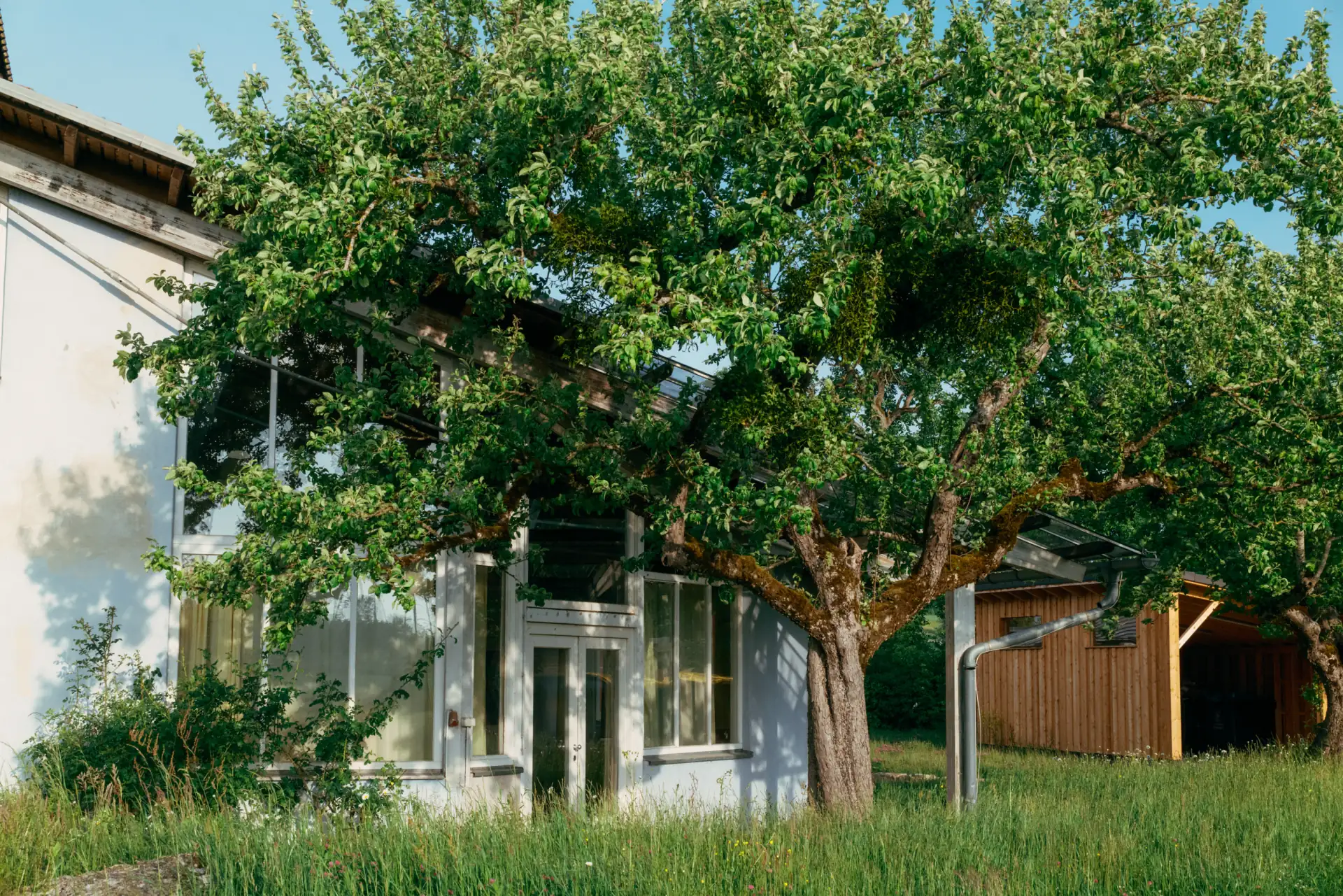 Ein weißes Haus mit großen Fenstern und einer Glastür, teilweise von einem großen, grünen, belaubten Baum und Gras umgeben, daneben ein Holzanbau unter blauem Himmel.