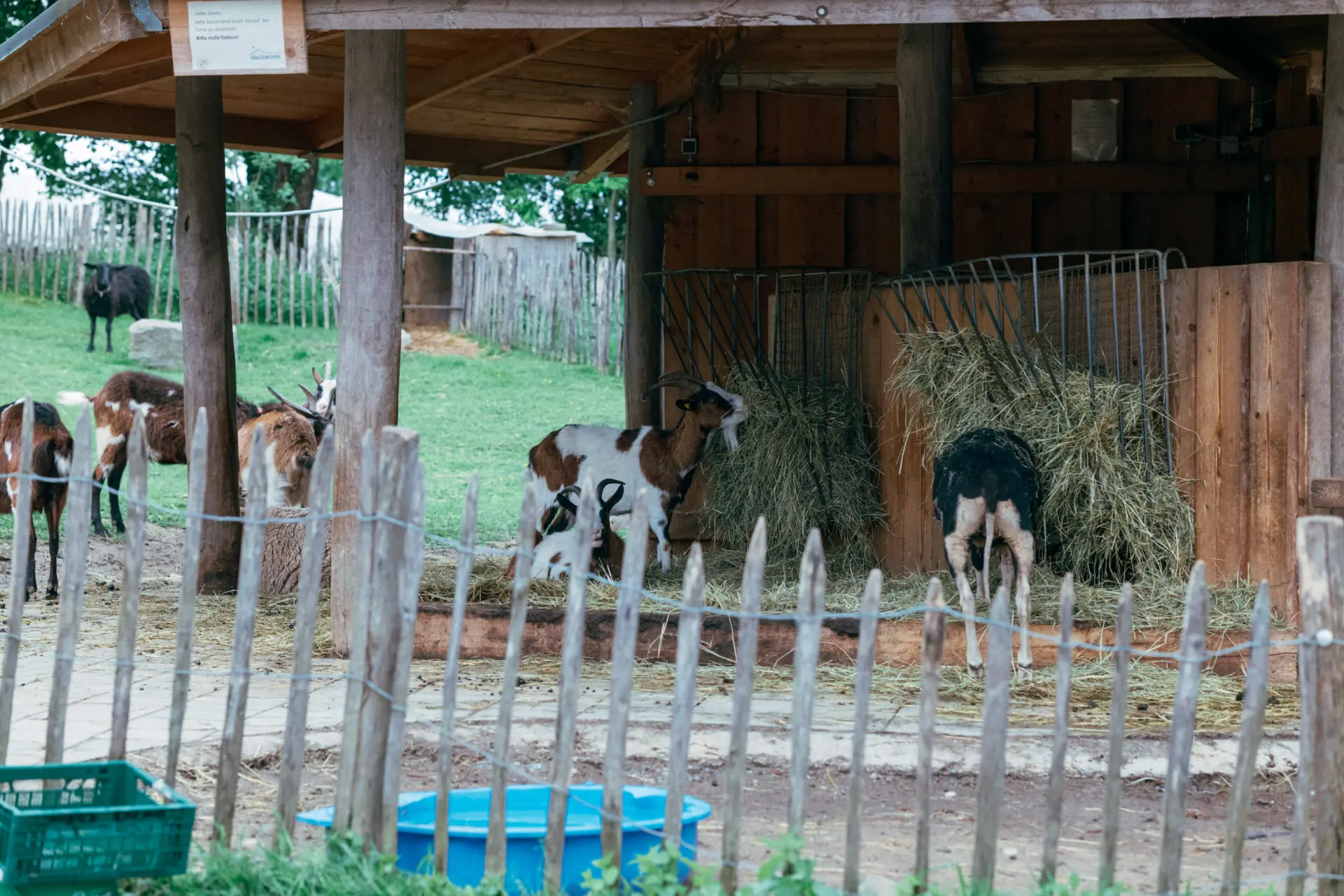 Mehrere Ziegen in einem umzäunten Stallbereich, einige fressen Heu aus Futterständern, andere stehen auf einem grasigen Feld im Hintergrund.