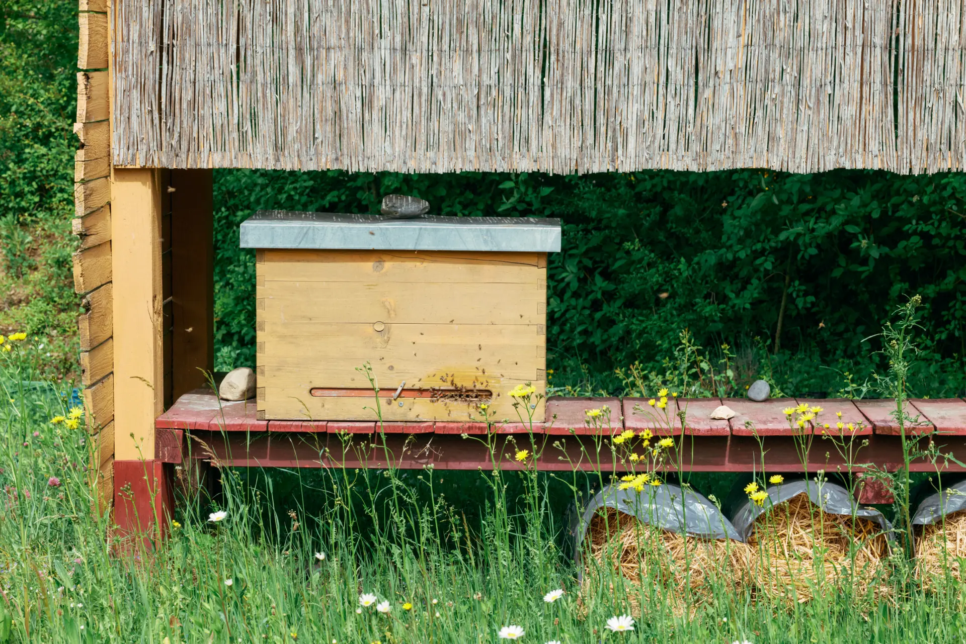 Ein gelber Bienenstock auf einer rot gestrichenen Holzbank unter einem Dach aus Stroh, umgeben von wildem Gras und gelben Blumen, mit einer grünen Waldkulisse.