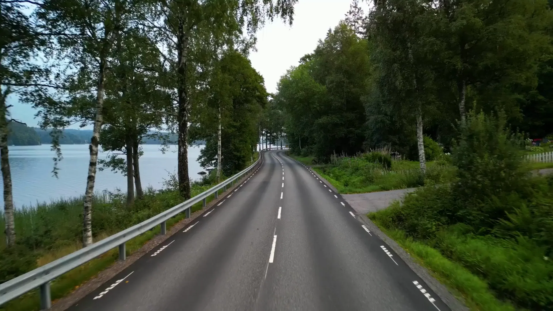 Väg längs en sjö mellan björkar